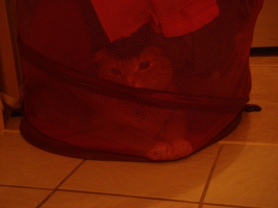 After putting my clothes in laundry hamper, I noticed that it felt heavier than usual....